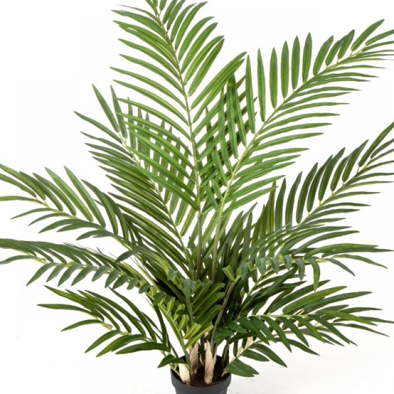 Forest Areca Palm w/p 80-205 cm
