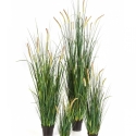 Foxtail Wild Grass w/flowers 60-175 cm