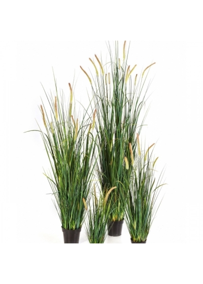 Foxtail Wild Grass w/flowers 60-175 cm