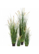 Foxtail Wild Grass w/flowers 60-175 cm