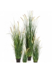 Foxtail Wild Grass w/flowers 60-175 cm