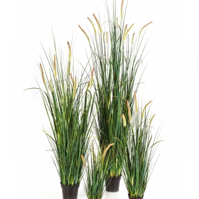 Foxtail Wild Grass w/flowers 60-175 cm