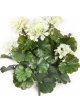 GERANIUM BUSH CREAM - UV 39 cm