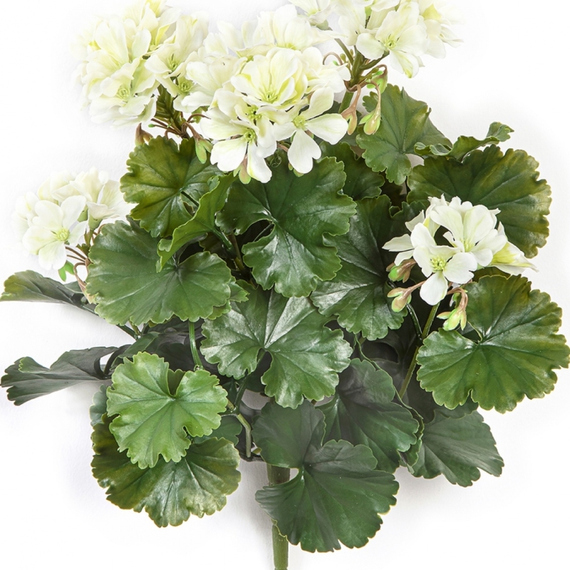 GERANIUM BUSH CREAM - UV 39 cm