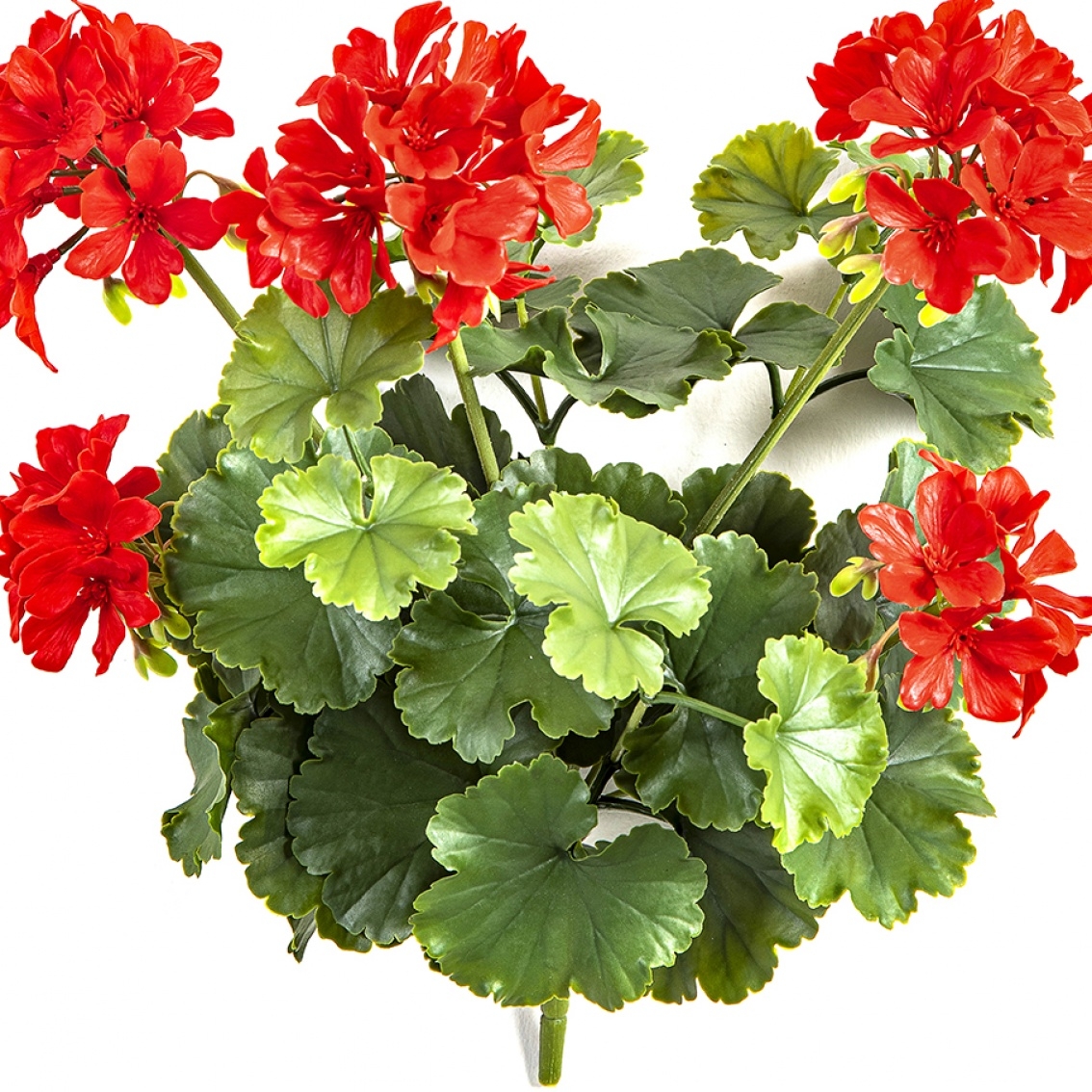 GERANIUM BUSH RED - UV 39 cm