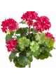 GERANIUM BUSH VIOLET - UV 39 cm