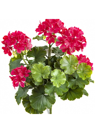 GERANIUM BUSH VIOLET - UV 39 cm