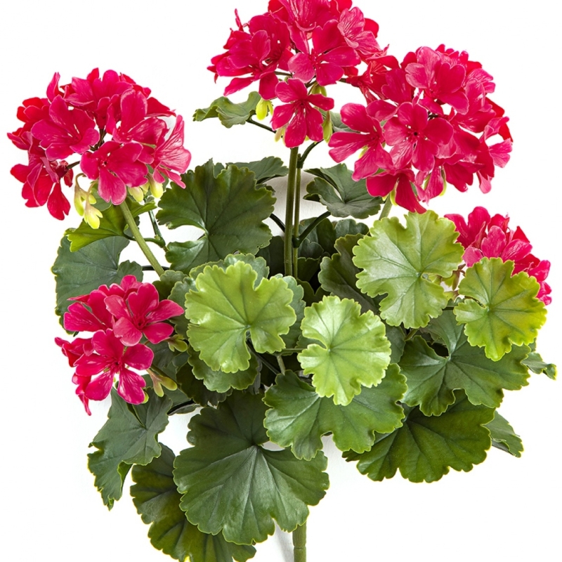 GERANIUM BUSH VIOLET - UV 39 cm