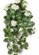 GERANIUM HANGING BUSH CREAM - UV 66 cm