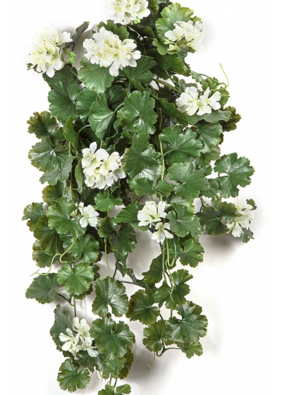GERANIUM HANGING BUSH CREAM - UV 66 cm