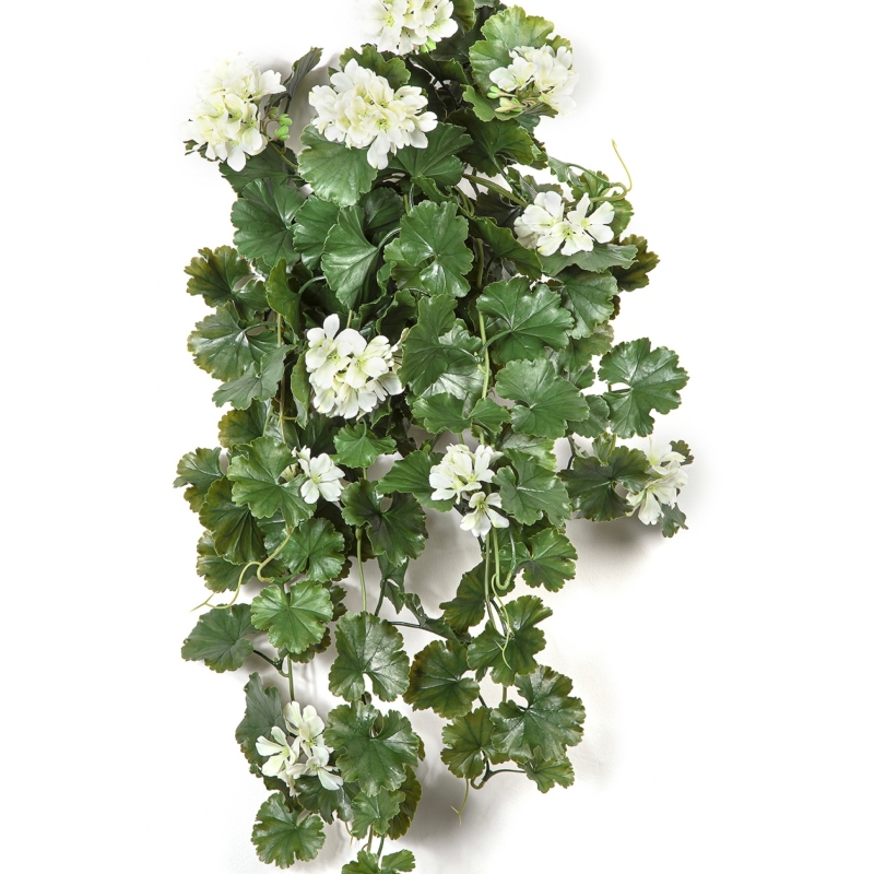 GERANIUM HANGING BUSH CREAM - UV 66 cm