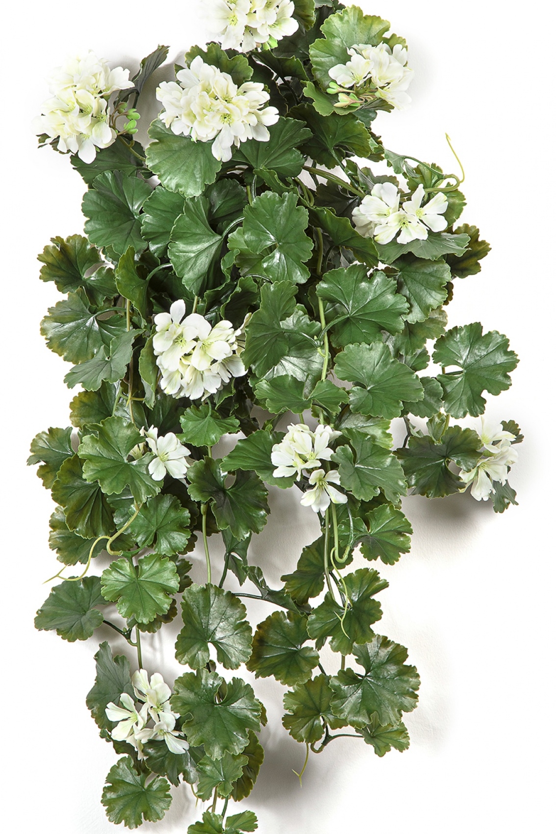 GERANIUM HANGING BUSH CREAM - UV 66 cm