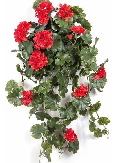 GERANIUM HANGING BUSH RED - UV 66 cm