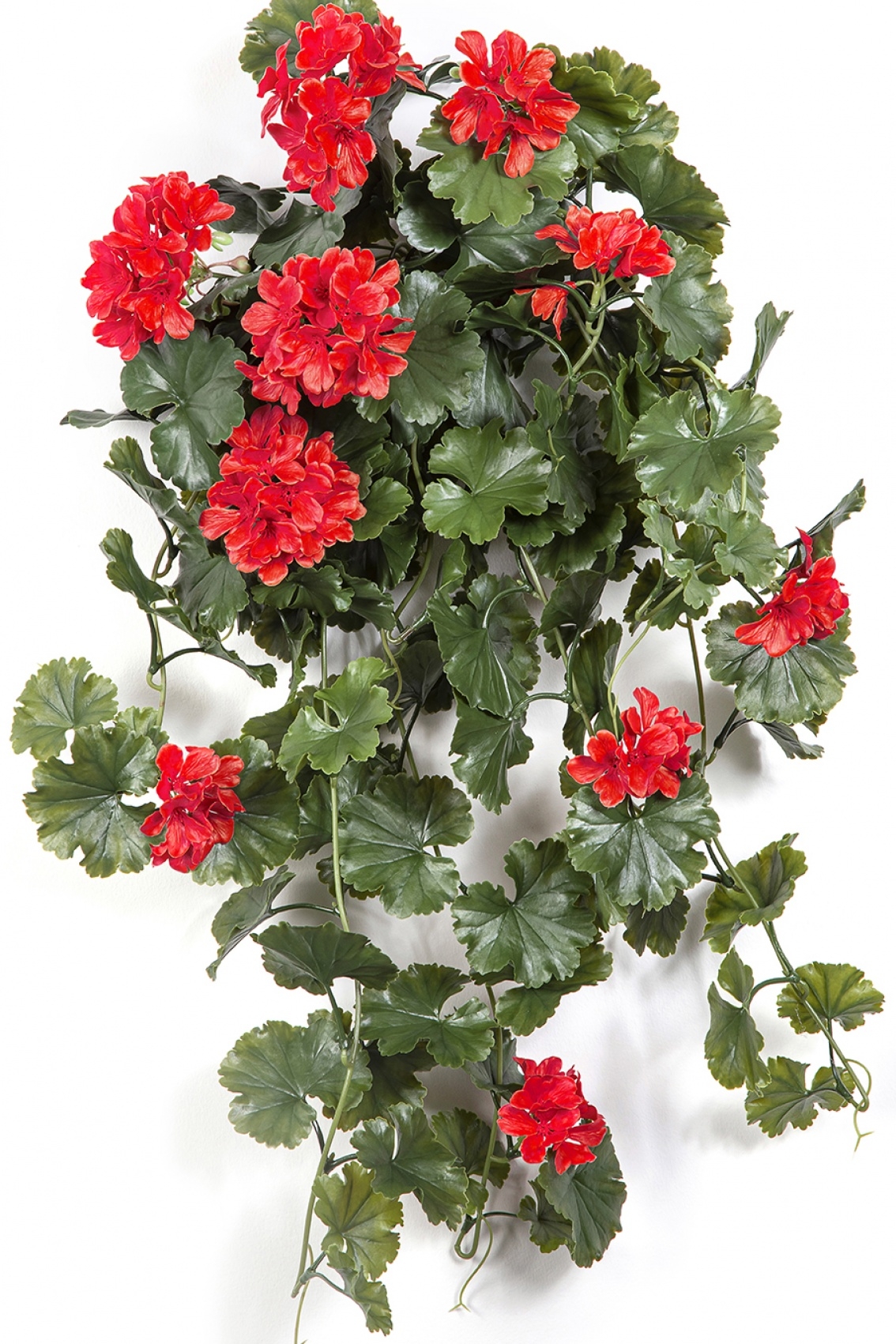 GERANIUM HANGING BUSH RED - UV 66 cm