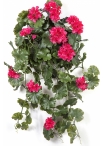GERANIUM HANGING BUSH VIOLET - UV 66 cm