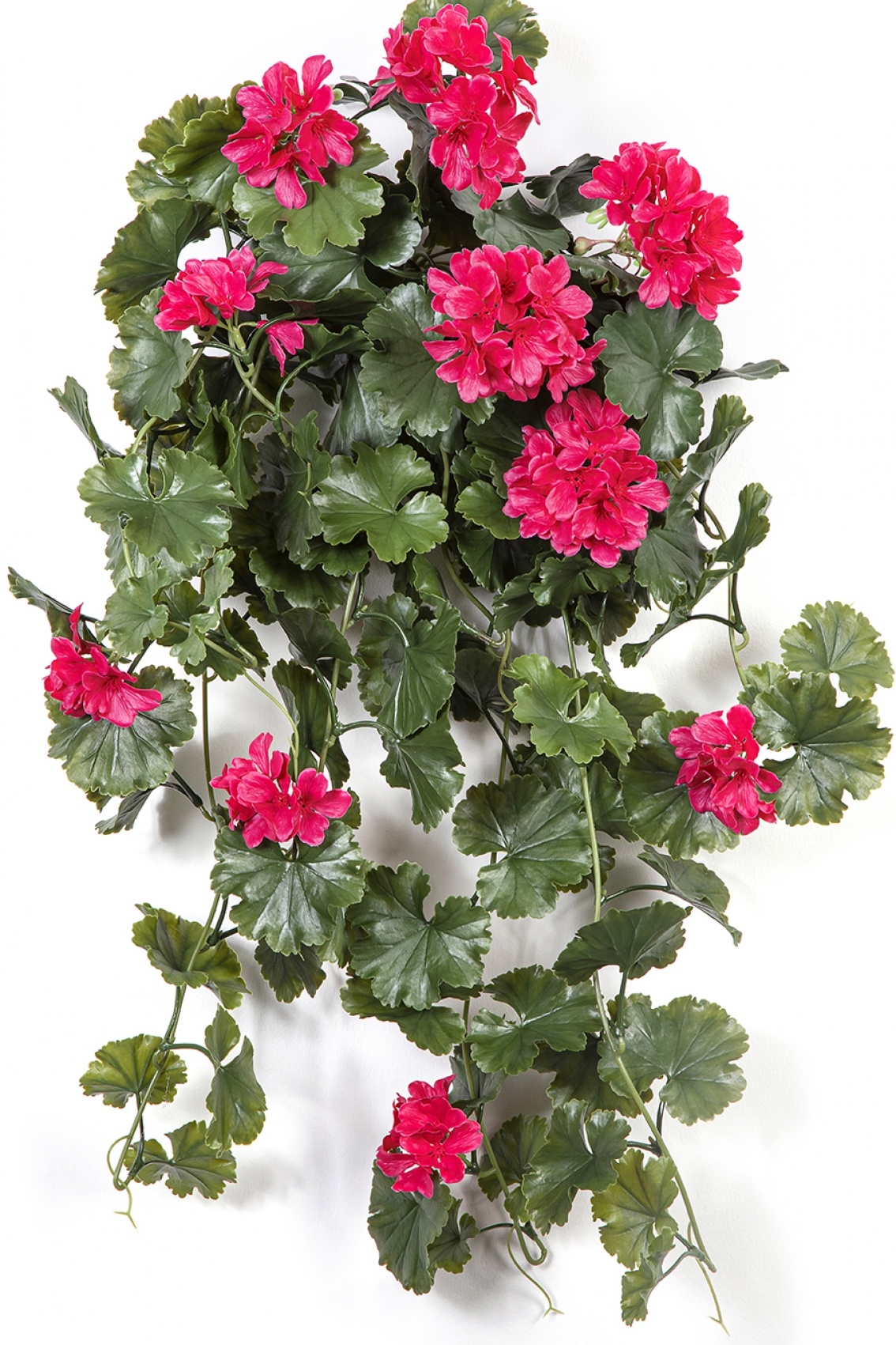 GERANIUM HANGING BUSH VIOLET - UV 66 cm