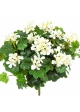 Geranium Cascade Bush Cream 35 cm