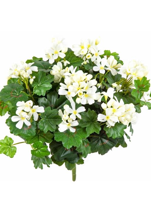 Geranium Cascade Bush Cream 35 cm