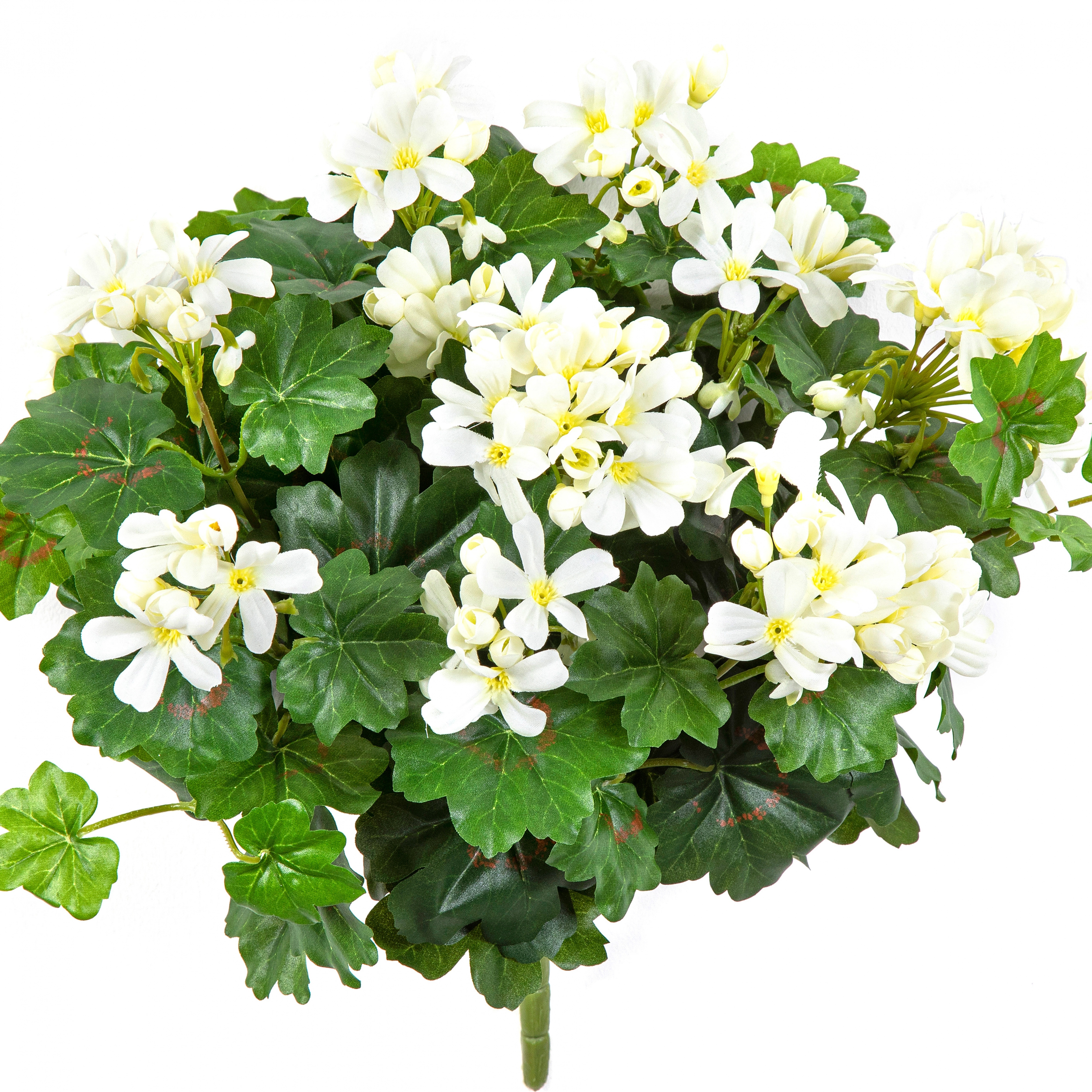 Geranium Cascade Bush Cream 35 cm