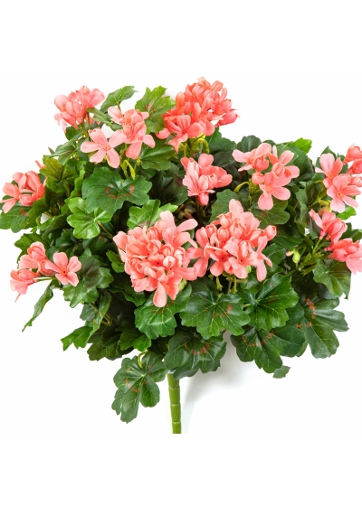 Geranium Cascade Bush Peach 35 cm