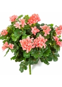 Geranium Cascade Bush Peach 35 cm