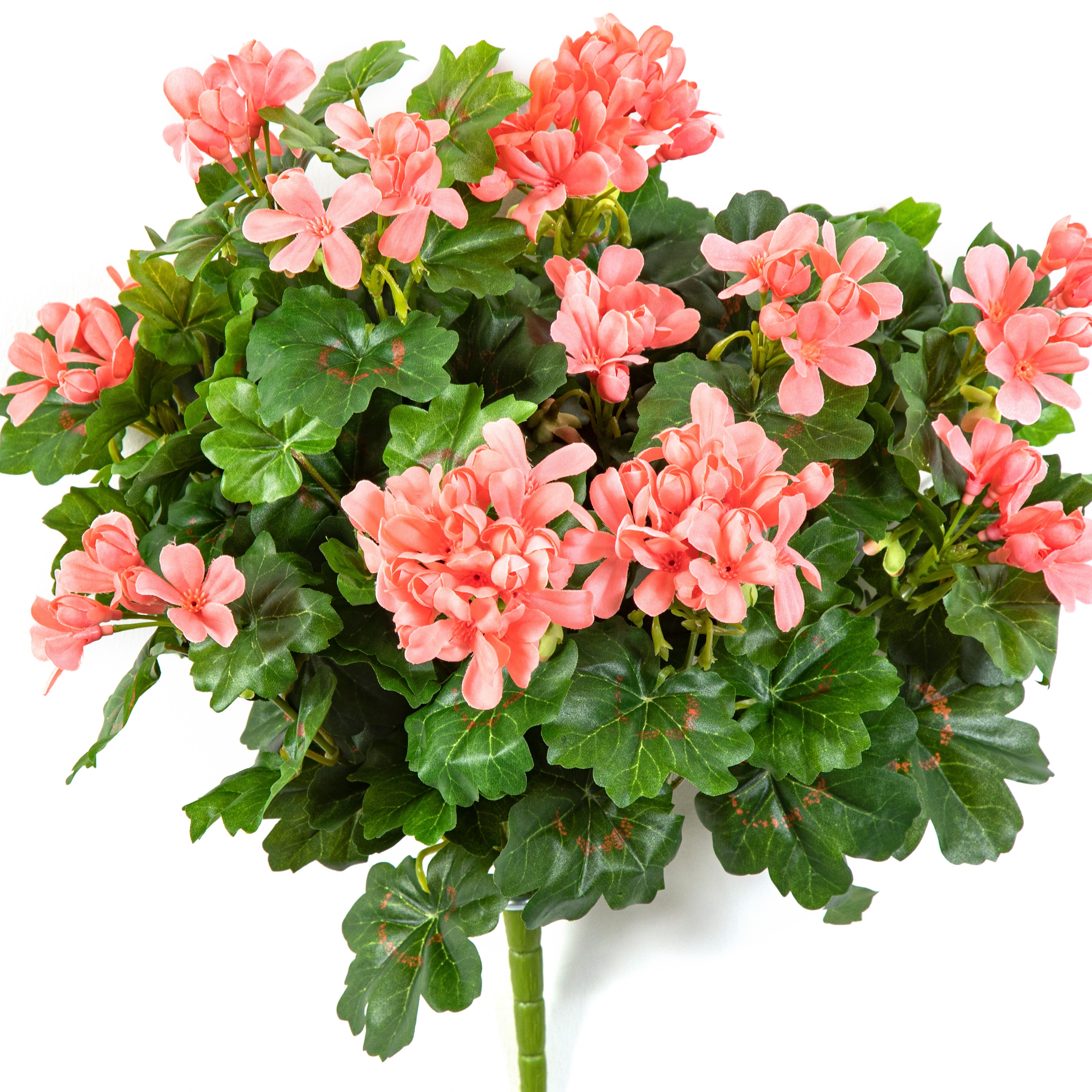 Geranium Cascade Bush Peach 35 cm