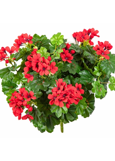 Geranium Cascade Bush Red 35 cm