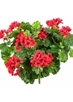 Geranium Cascade Bush Red 35 cm