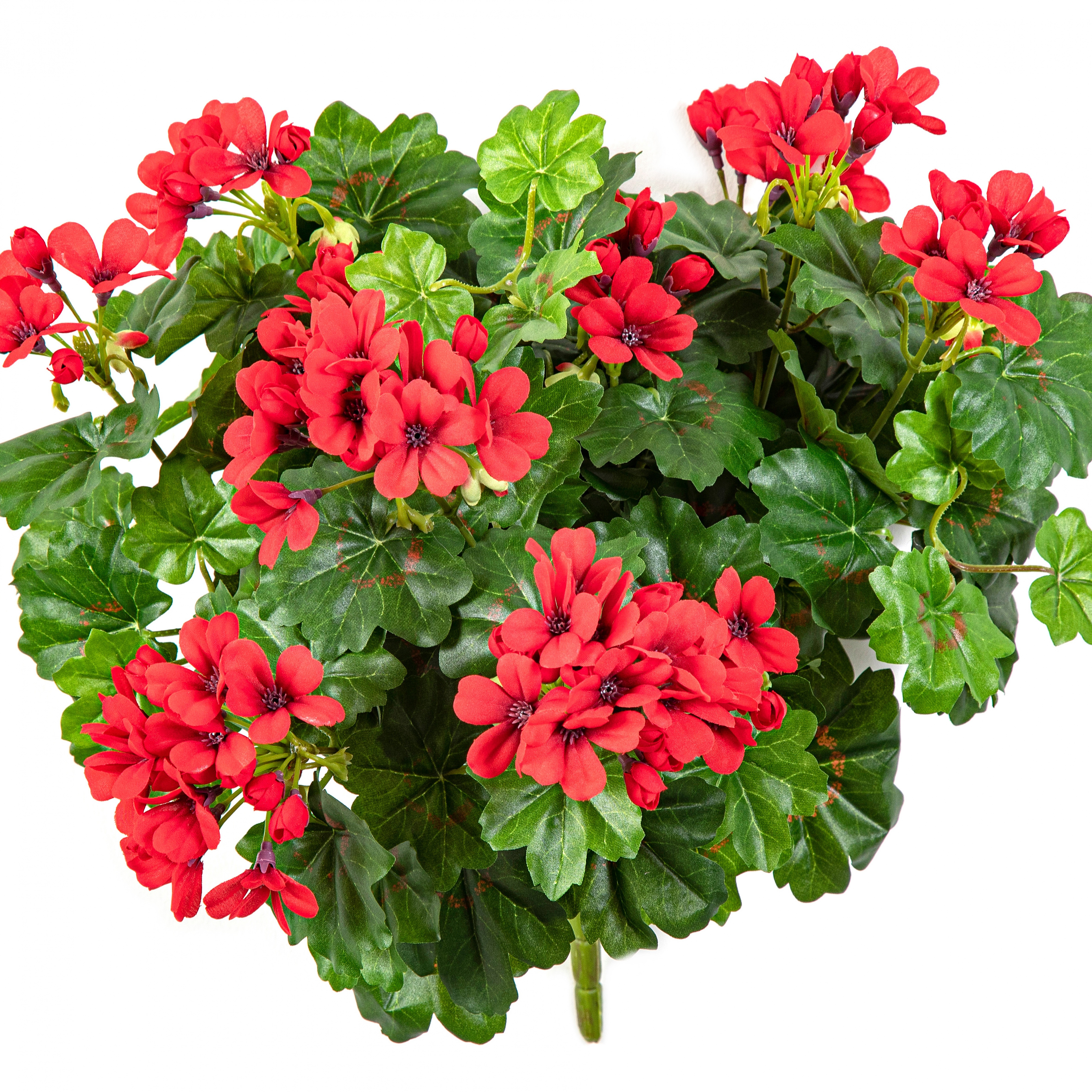 Geranium Cascade Bush Red 35 cm