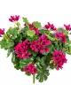 Geranium Cascade Bush Violet 35 cm