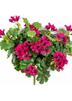 Geranium Cascade Bush Violet 35 cm