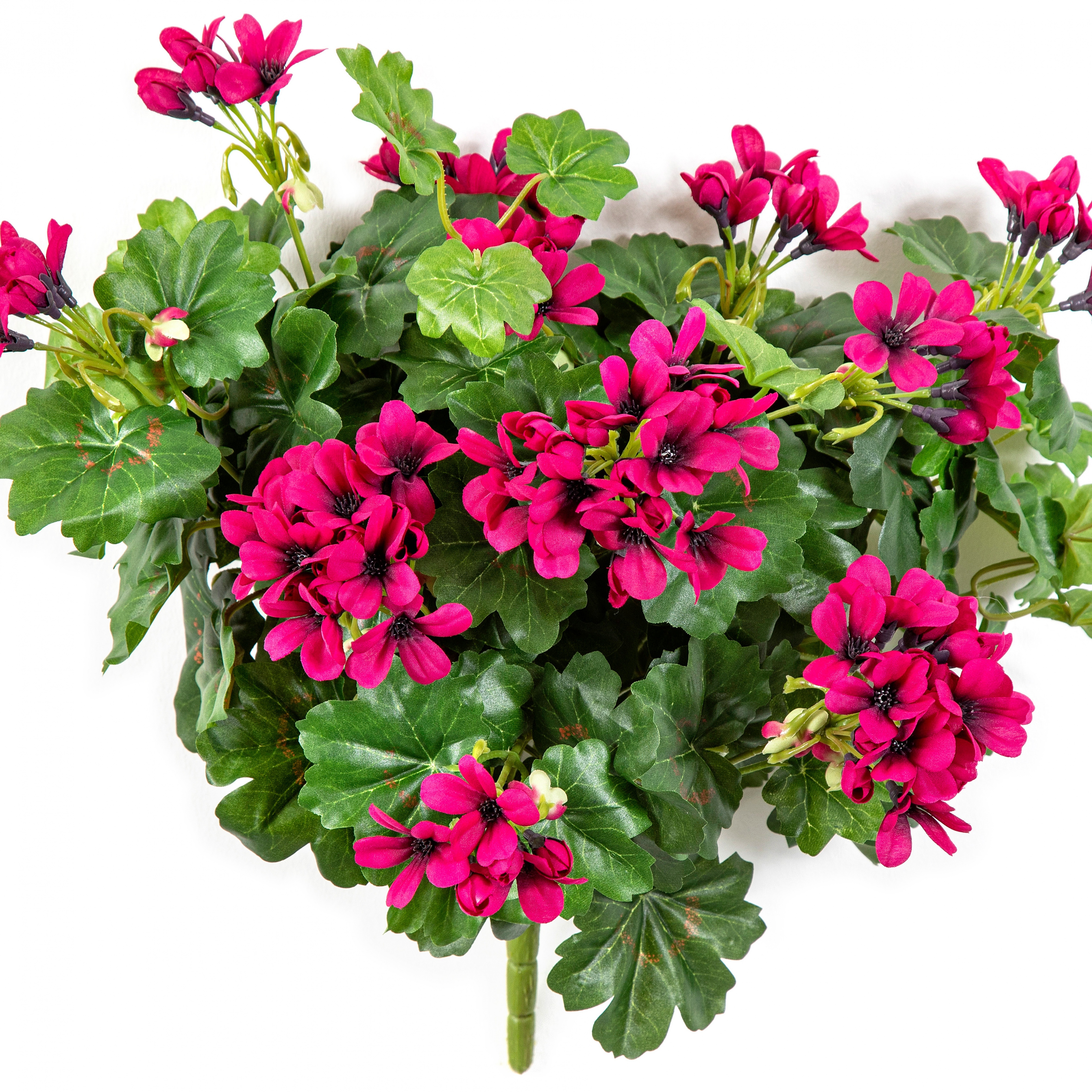 Geranium Cascade Bush Violet 35 cm
