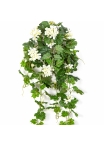 Geranium Cascade Hanging Bush Cream 72 cm