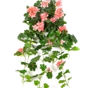 Geranium Cascade Hanging Bush Peach 72 cm