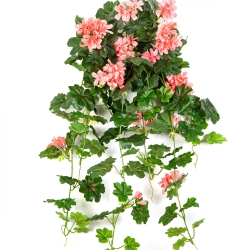 Geranium Cascade Hanging Bush Peach 72 cm