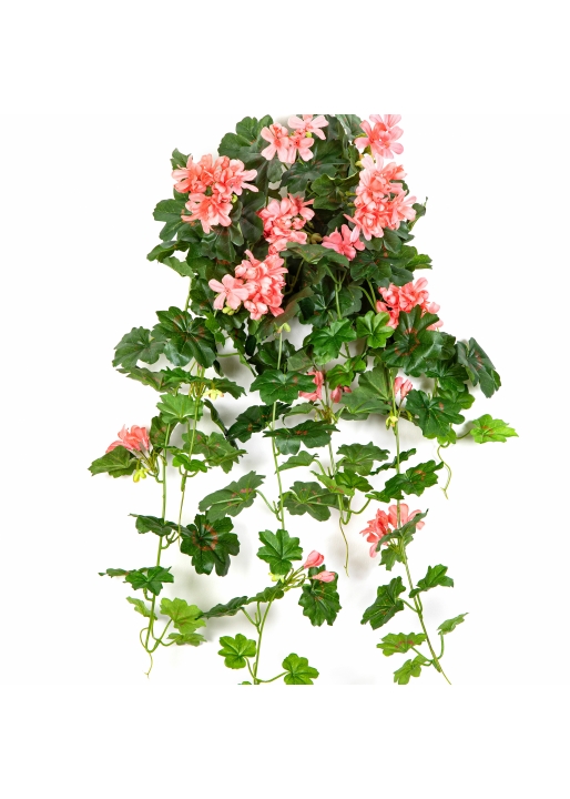 Geranium Cascade Hanging Bush Peach 72 cm