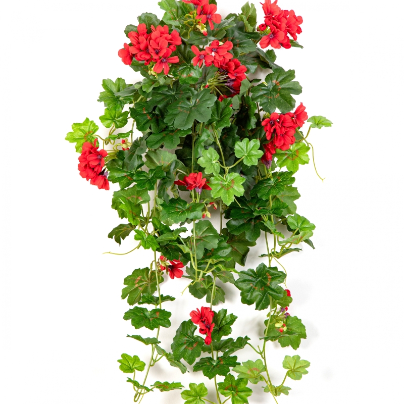 Geranium Cascade Hanging Bush Red 72 cm