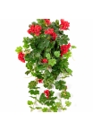 Geranium Cascade Hanging Bush Red 72 cm
