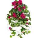 Geranium Cascade Hanging Bush Violet 72 cm