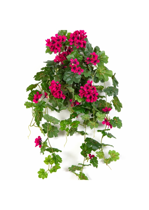 Geranium Cascade Hanging Bush Violet 72 cm