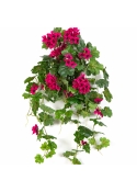 Geranium Cascade Hanging Bush Violet 72 cm