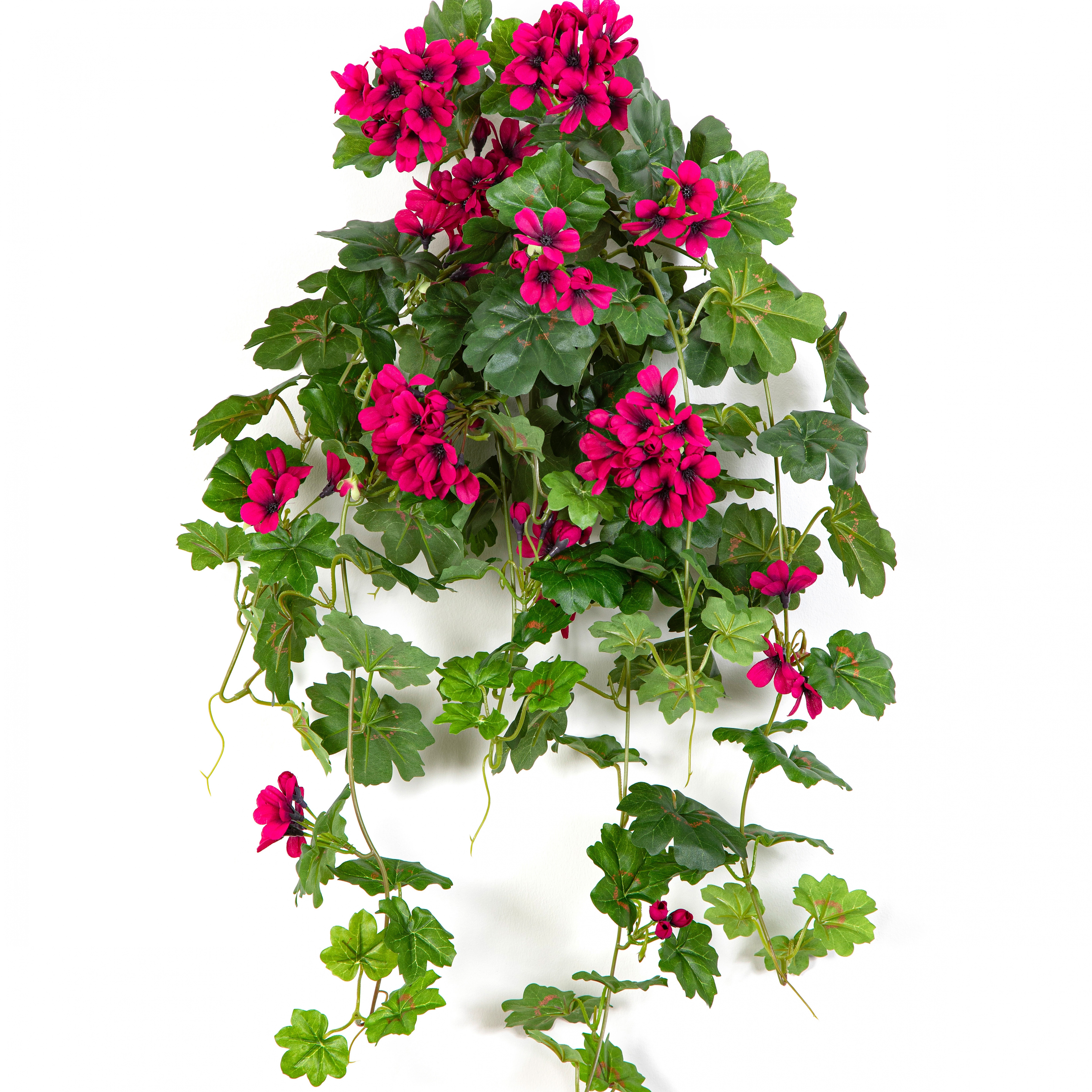 Geranium Cascade Hanging Bush Violet 72 cm