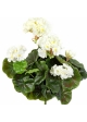 Geranium bush x 7 Cream 30 cm