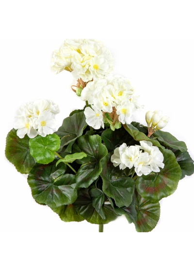 Geranium bush x 7 Cream 30 cm