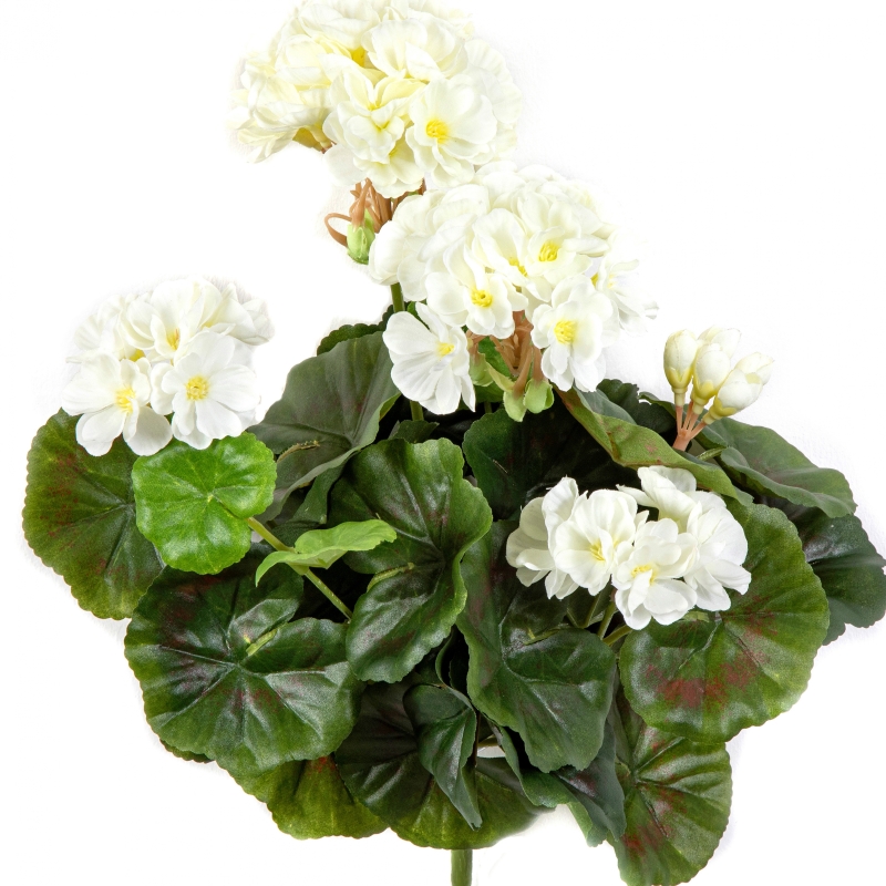 Geranium bush x 7 Cream 30 cm