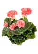 Geranium bush x 7 Peach 30 cm