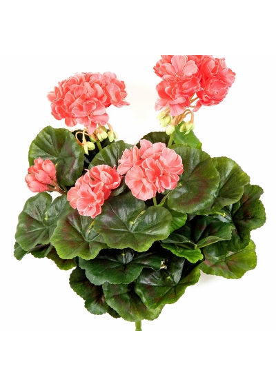 Geranium bush x 7 Peach 30 cm