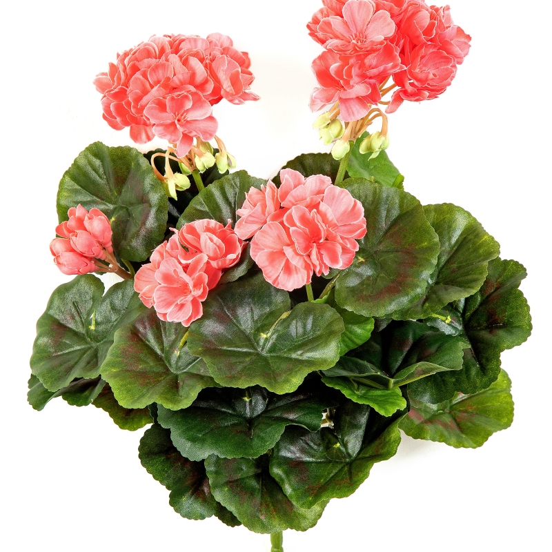 Geranium bush x 7 Peach 30 cm