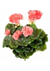 Geranium bush x 7 Peach 30 cm