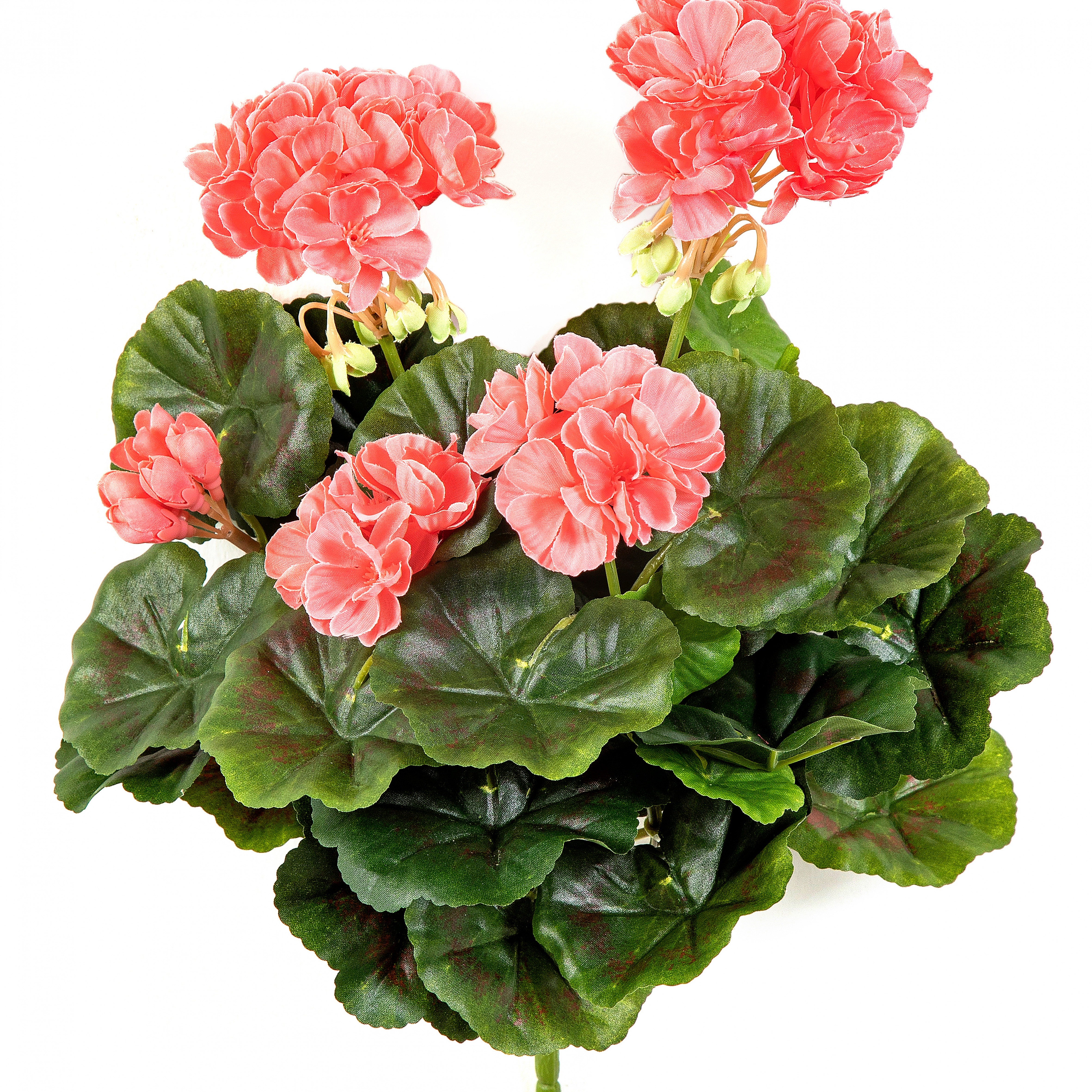 Geranium bush x 7 Peach 30 cm